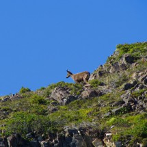 Huemul - Austral Anden Deer on the ridge